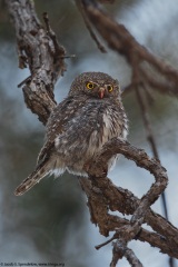 Northern Pygmy-Owl