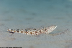 Clearfin Lizardfish