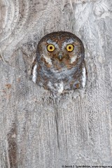 Elf Owl