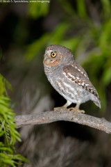 Elf Owl