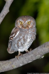 Elf Owl