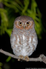 Elf Owl