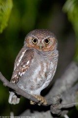 Elf Owl