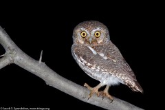 Elf Owl