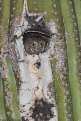 Elf Owl