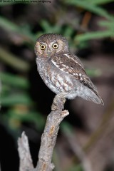 Elf Owl