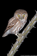 Elf Owl