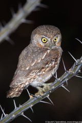 Elf Owl