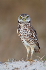 Burrowing Owl