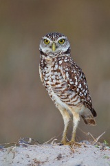 Burrowing Owl