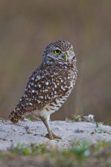 Burrowing Owl