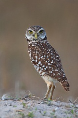 Burrowing Owl