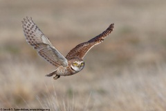 Burrowing Owl