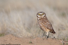 Burrowing Owl