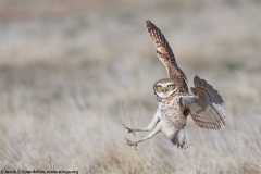 Burrowing Owl