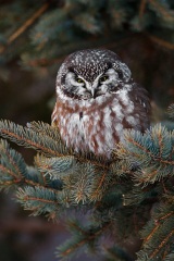 Boreal Owl