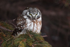 Boreal Owl