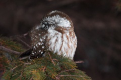 Boreal Owl