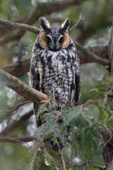 Long-eared Owl