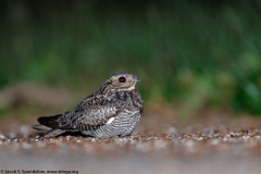 Common Nighthawk