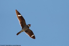 Common Nighthawk