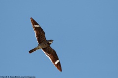 Common Nighthawk