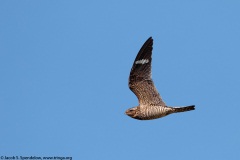 Common Nighthawk