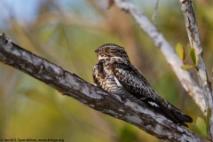 Common Nighthawk