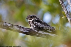 Common Nighthawk