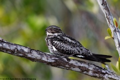 Common Nighthawk