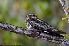 Common Nighthawk