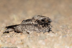 Common Poorwill