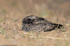 Common Poorwill