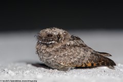 Common Poorwill