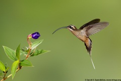 Long-billed Hermit