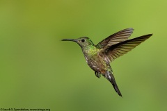 Scaly-breasted Hummingbird