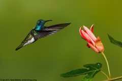 White-necked Jacobin