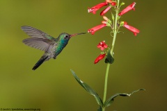 Broad-billed Hummingbird