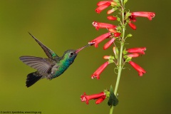 Broad-billed Hummingbird