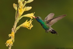 Broad-billed Hummingbird