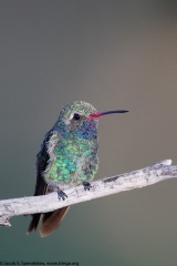 Broad-billed Hummingbird