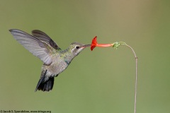 Broad-billed Hummingbird