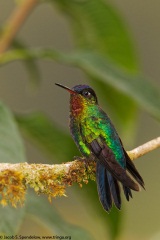 Fiery-throated Hummingbird