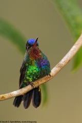 Fiery-throated Hummingbird