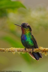 Fiery-throated Hummingbird