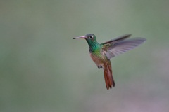 Buff-bellied Hummingbird