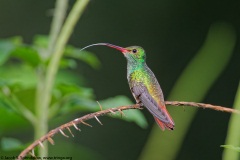 Rufous-tailed Hummingbird