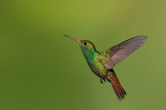 Rufous-tailed Hummingbird