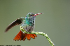 Rufous-tailed Hummingbird