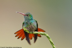 Rufous-tailed Hummingbird